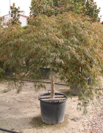 Acer palmatum 'Dissectum Inaba Shidare'