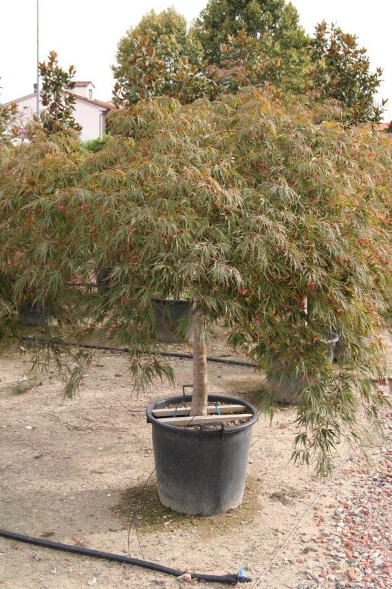 Acer palmatum 'Dissectum Inaba Shidare'