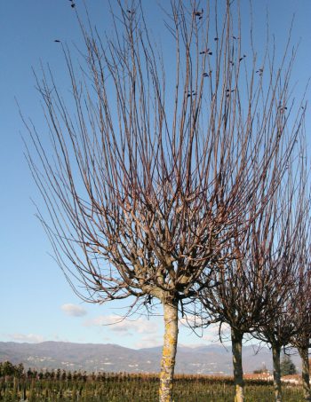 Prunus cerasifera 'Nigra' (Pissardii'