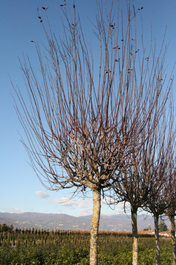 Prunus cerasifera 'Nigra' (Pissardii'